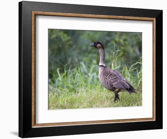 Nene Hawaiian Goose on the Island of Kauai, Hawaii, USA-David R. Frazier-Framed Photographic Print