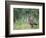 Nene Hawaiian Goose on the Island of Kauai, Hawaii, USA-David R. Frazier-Framed Photographic Print