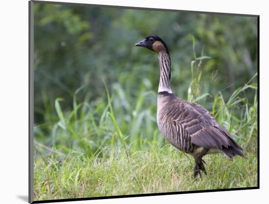 Nene Hawaiian Goose on the Island of Kauai, Hawaii, USA-David R. Frazier-Mounted Photographic Print