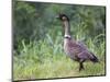 Nene Hawaiian Goose on the Island of Kauai, Hawaii, USA-David R. Frazier-Mounted Photographic Print