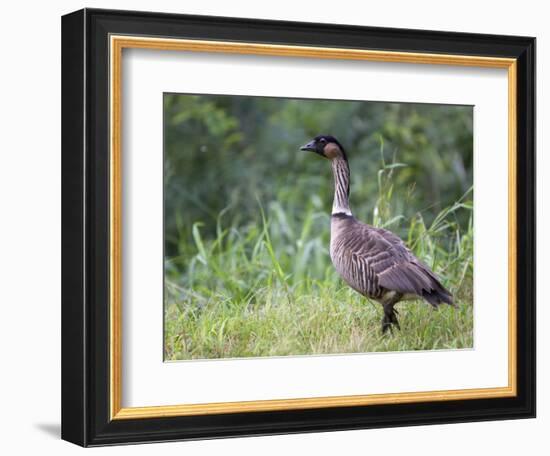 Nene Hawaiian Goose on the Island of Kauai, Hawaii, USA-David R. Frazier-Framed Photographic Print