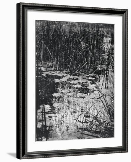 Nenuphars-Eugene Atget-Framed Giclee Print