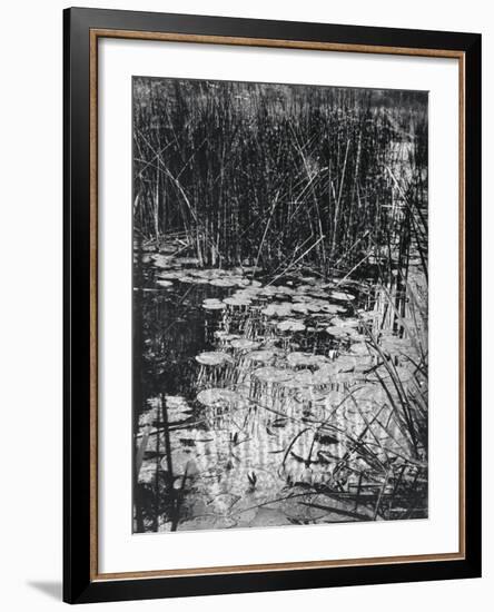Nenuphars-Eugene Atget-Framed Giclee Print