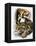 Neofelis Nebulosa-Barbara Keith-Framed Premier Image Canvas