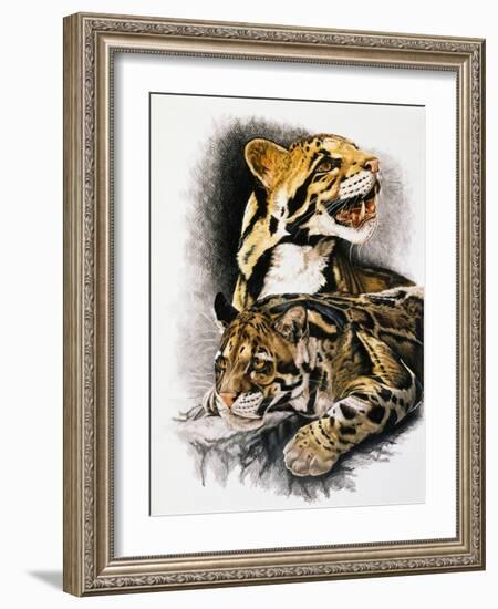 Neofelis Nebulosa-Barbara Keith-Framed Giclee Print