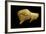 Neolithic Ivory Bison-null-Framed Photographic Print