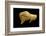 Neolithic Ivory Bison-null-Framed Photographic Print