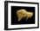 Neolithic Ivory Bison-null-Framed Photographic Print