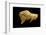 Neolithic Ivory Bison-null-Framed Photographic Print