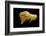 Neolithic Ivory Bison-null-Framed Photographic Print