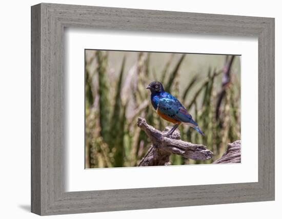 Neon Blue Superb Starling Stands Perched on a Dead Tree Branch-James Heupel-Framed Photographic Print