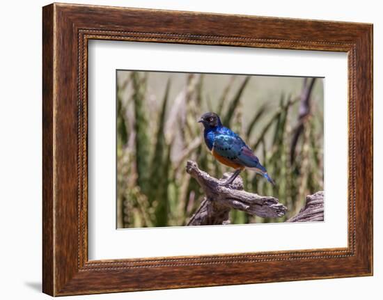 Neon Blue Superb Starling Stands Perched on a Dead Tree Branch-James Heupel-Framed Photographic Print