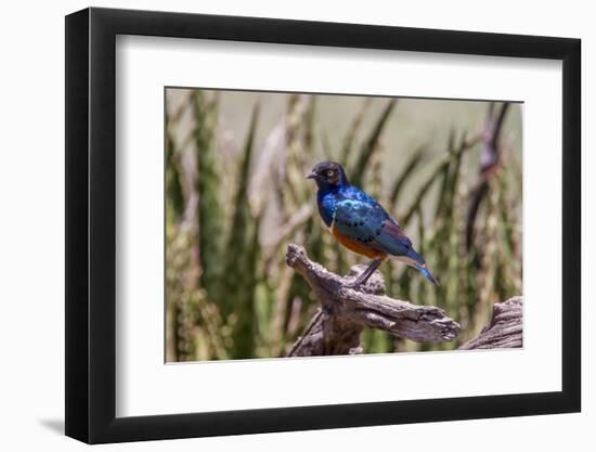 Neon Blue Superb Starling Stands Perched on a Dead Tree Branch-James Heupel-Framed Photographic Print