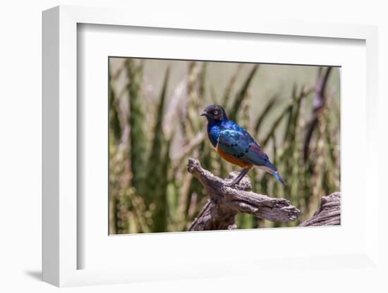 Neon Blue Superb Starling Stands Perched on a Dead Tree Branch-James Heupel-Framed Photographic Print