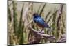 Neon Blue Superb Starling Stands Perched on a Dead Tree Branch-James Heupel-Mounted Photographic Print