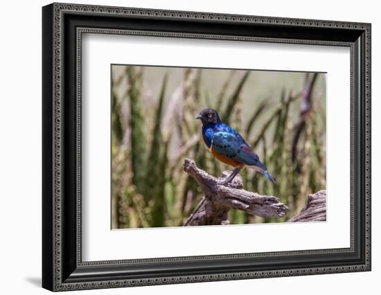 Neon Blue Superb Starling Stands Perched on a Dead Tree Branch-James Heupel-Framed Photographic Print