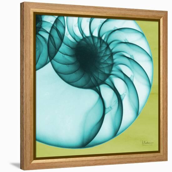 Neon Nautilus-Albert Koetsier-Framed Stretched Canvas