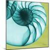 Neon Nautilus-Albert Koetsier-Mounted Premium Giclee Print