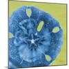 Neon Sand Dollar-Albert Koetsier-Mounted Art Print