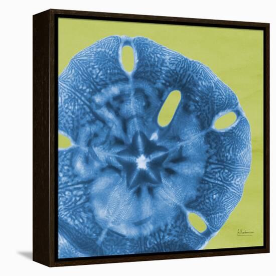 Neon Sand Dollar-Albert Koetsier-Framed Stretched Canvas