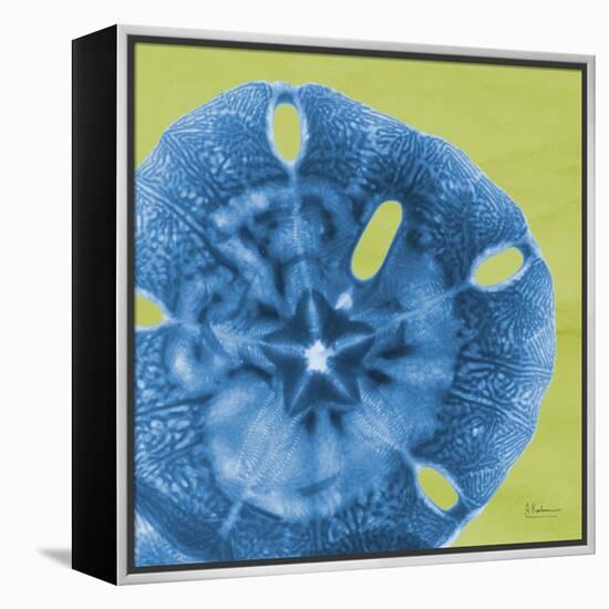 Neon Sand Dollar-Albert Koetsier-Framed Stretched Canvas