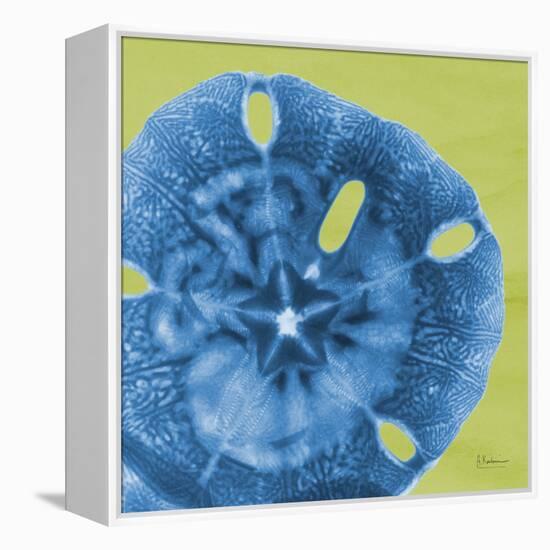 Neon Sand Dollar-Albert Koetsier-Framed Stretched Canvas