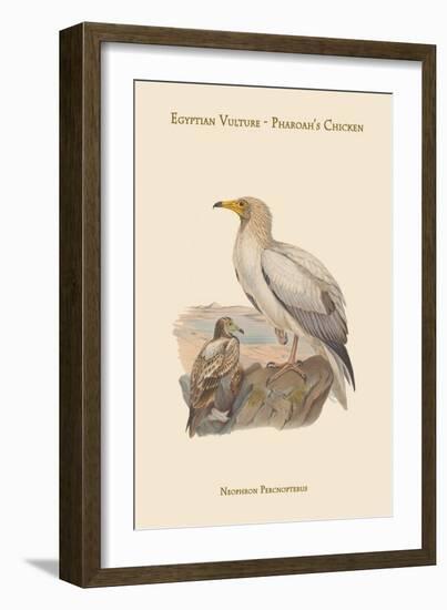 Neophron Percnopterus - Egyptian Vulture - Pharoah's Chicken-John Gould-Framed Art Print