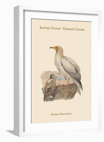 Neophron Percnopterus - Egyptian Vulture - Pharoah's Chicken-John Gould-Framed Art Print