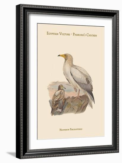 Neophron Percnopterus - Egyptian Vulture - Pharoah's Chicken-John Gould-Framed Art Print