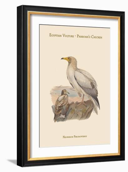 Neophron Percnopterus - Egyptian Vulture - Pharoah's Chicken-John Gould-Framed Art Print