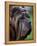 Neopolitan Mastiff Face Portrait-Adriano Bacchella-Framed Premier Image Canvas