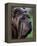 Neopolitan Mastiff Face Portrait-Adriano Bacchella-Framed Premier Image Canvas