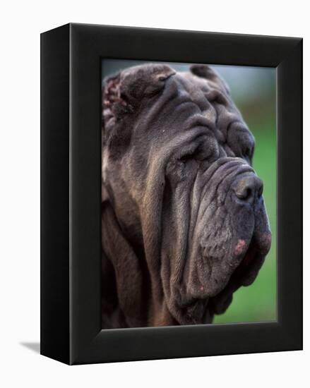 Neopolitan Mastiff Face Portrait-Adriano Bacchella-Framed Premier Image Canvas