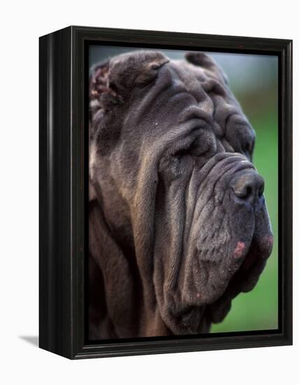 Neopolitan Mastiff Face Portrait-Adriano Bacchella-Framed Premier Image Canvas