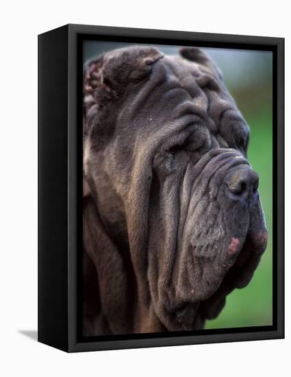 Neopolitan Mastiff Face Portrait-Adriano Bacchella-Framed Premier Image Canvas