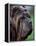 Neopolitan Mastiff Face Portrait-Adriano Bacchella-Framed Premier Image Canvas