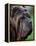 Neopolitan Mastiff Face Portrait-Adriano Bacchella-Framed Premier Image Canvas