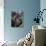 Neopolitan Mastiff Face Portrait-Adriano Bacchella-Photographic Print displayed on a wall