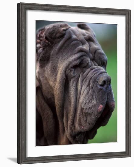 Neopolitan Mastiff Face Portrait-Adriano Bacchella-Framed Photographic Print