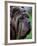 Neopolitan Mastiff Face Portrait-Adriano Bacchella-Framed Photographic Print