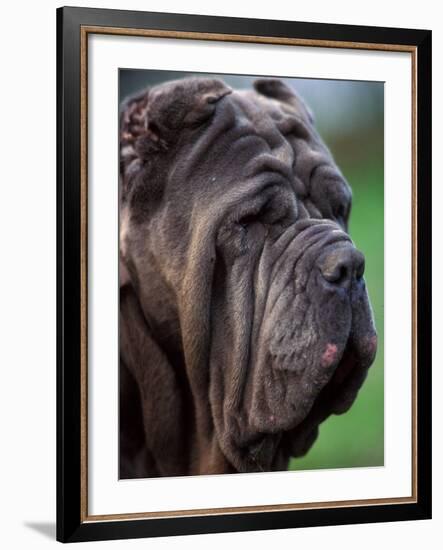 Neopolitan Mastiff Face Portrait-Adriano Bacchella-Framed Photographic Print