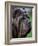 Neopolitan Mastiff Face Portrait-Adriano Bacchella-Framed Photographic Print