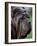 Neopolitan Mastiff Face Portrait-Adriano Bacchella-Framed Photographic Print