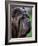 Neopolitan Mastiff Face Portrait-Adriano Bacchella-Framed Photographic Print