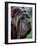 Neopolitan Mastiff Face Portrait-Adriano Bacchella-Framed Photographic Print