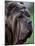 Neopolitan Mastiff Face Portrait-Adriano Bacchella-Mounted Photographic Print