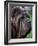 Neopolitan Mastiff Face Portrait-Adriano Bacchella-Framed Photographic Print