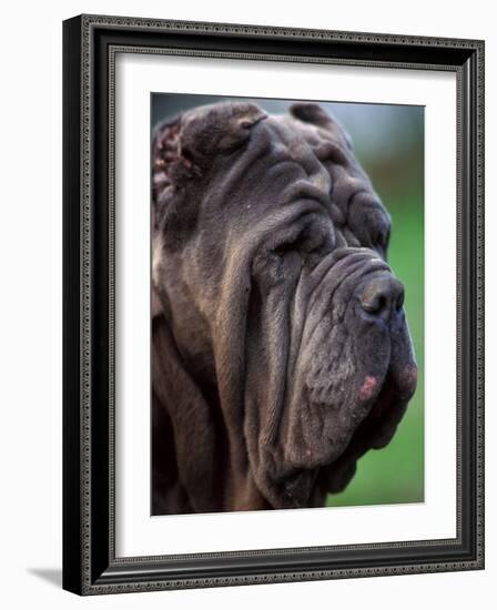 Neopolitan Mastiff Face Portrait-Adriano Bacchella-Framed Photographic Print