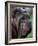 Neopolitan Mastiff Face Portrait-Adriano Bacchella-Framed Photographic Print