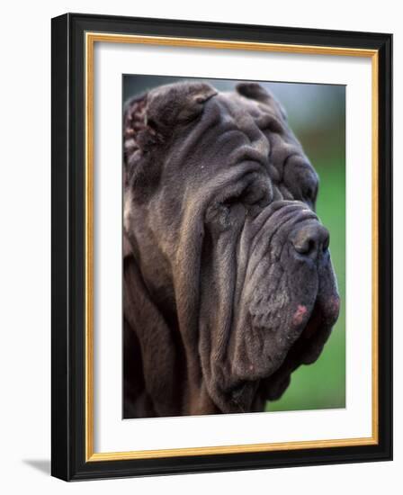 Neopolitan Mastiff Face Portrait-Adriano Bacchella-Framed Photographic Print